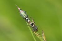 Malachius bipustulatus