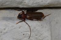 Phymatodes testaceus