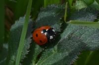 Coccinella septempunctata