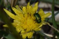 Cryptocephalus