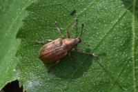 Phyllobius pyri