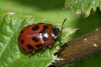 Gonioctena decemnotata