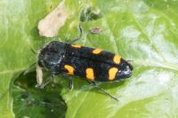 Ptosima undecimmaculata