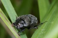 Onthophagus verticicornis