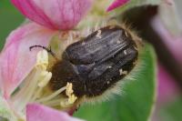 Tropinota hirta