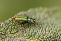Malachius bipustulatus