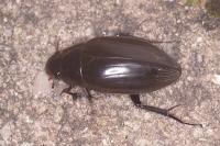 Hydrophilus piceus