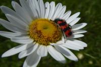 Trichodes alvearius