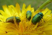 Cryptocephalus