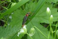 Cantharis fusca