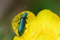 Psilothrix viridicoerulea