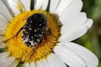 Oxythyrea funesta