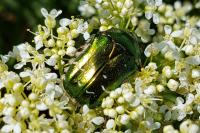 Cetonia aurata