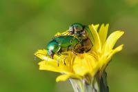 Cryptocephalus