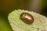 Chrysolina americana