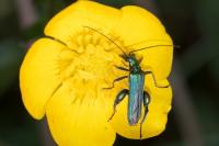 Oedemera nobilis