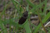 Agrypnus murinus