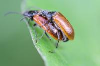 Omophlus lepturoides