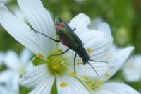 Malachius bipustulatus