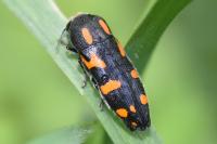 Ptosima undecimmaculata