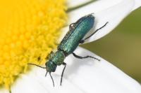 Psilothrix viridicoerulea