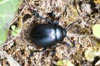 Timarcha goettingensis