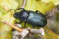 Platycerus caraboides
