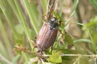 Melolontha melolontha