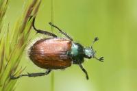 Phyllopertha horticola