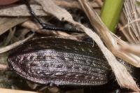 Carabus granulatus