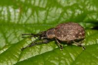 Peritelus sphaeroides