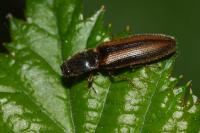 Athous vittatus