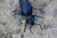 Meloe violaceus