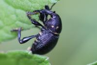 Liparus coronatus