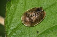 Cassida nebulosa