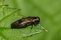 Agrilus