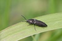 Cidnopus pilosus