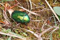 Cetonischema speciosissima