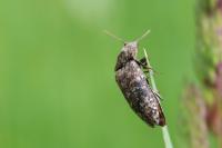 Agrypnus murinus