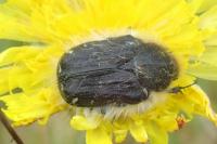 Tropinota hirta
