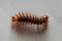 Drilus flavescens