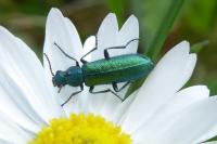 Psilothrix viridicoerulea