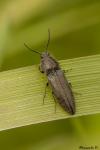 Cidnopus pilosus