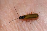Rhagonycha lignosa