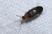 Anaspis
