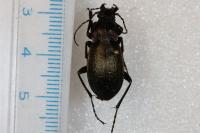 Carabus nemoralis