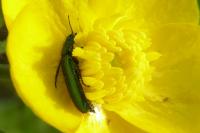 Psilothrix viridicoerulea