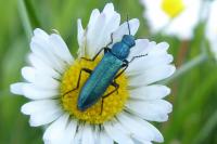 Psilothrix viridicoerulea