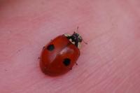 Adalia bipunctata