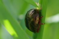 Chrysolina bankii